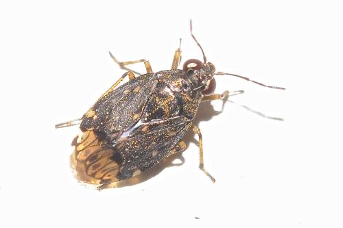 Réf. 305 307 : Saldula sp.